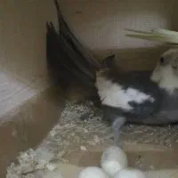 عروس هلندی با5عددتخمدوسه روزدیگه جوجهاش درمیاد