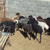 ۲۰راس بره ماده دوبر سبک فروشی....ویک بز دوقلو|حیوانات مزرعه|مشهد, شهرک شهید باهنر|دیوار