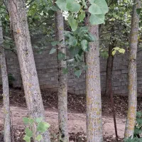 فروش چوب صنوبر
