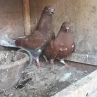 کفتر استوره