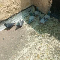 ۶تا تعبیدی