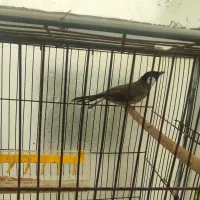 سهره اهوازی نراماده