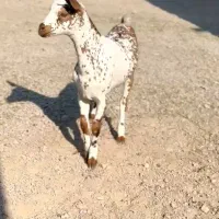 ثلاله|حیوانات مزرعه|اردستان, |دیوار