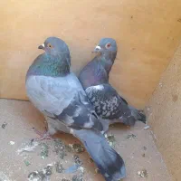 چند عدد کبوتر|پرنده|دهدشت, |دیوار