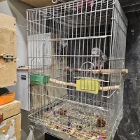 کاسکو مولد کار داده