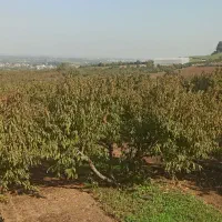 باغ-میوه-با-موقعیت-عالی-و-دو-بر