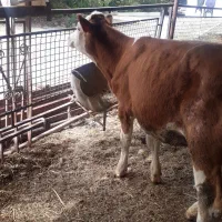 گوساله سیمینتال ماده اصیل رنگ قرمز  نژاد شیری|حیوانات مزرعه|بندر ترکمن, |دیوار