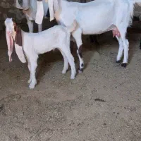 بزگلابی کهره سانن|حیوانات مزرعه|جهرم, |دیوار