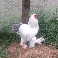 خروس برهما