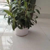گل طبیعی