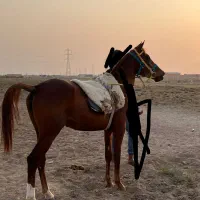 اسب نریان|اسب و تجهیزات اسب‌سواری|شادگان, |دیوار