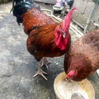 خروس دورگ