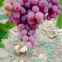 باغ-انگور-دیمه-خونه-ویلایی-واستخر-دارد