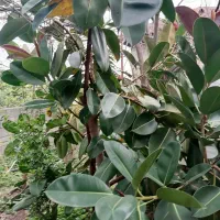 گل فیکوس سبز بزرگ