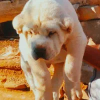 سگ توله درشت نر