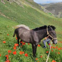 اسب ماده یک ونیم ساله