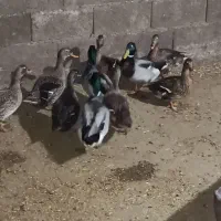 اردک وحشی کله سبز|حیوانات مزرعه|علی‌آباد کتول, |دیوار