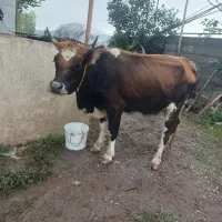 گاو با گوساله نر چالوسی