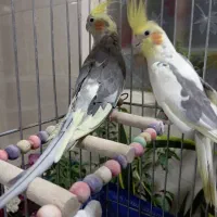 عَروس هلندی
