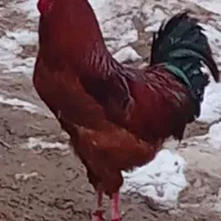 خروس محلی جوان