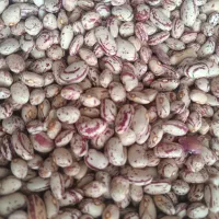 لوبیاچیتی تازه|خوردنی و آشامیدنی|سراجو, |دیوار