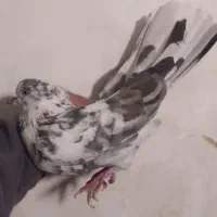 کفتر پیدا شده نر کاکولی