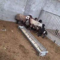 چهارتا میش پنج تا بره|حیوانات مزرعه|فلاورجان, |دیوار