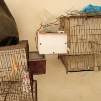 قفس و لونه مرغ عشق و طوطی|لوازم جانبی حیوانات|بابل, |دیوار