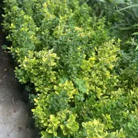 فروش نهال شمشاد طلایی