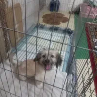 سگ شیتزو مامره ۲نیم ماهه سالم|سگ|مشهد, حضرت حجت|دیوار