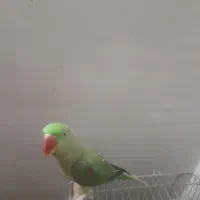 شاه طوطی|پرنده|قرچک, زیبا شهر|دیوار