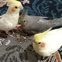 جوجه عروس هلندی رام