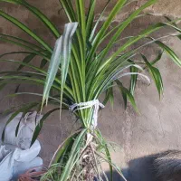 گل بزرگ برای ساختمان های ویلایی|گل و گیاه طبیعی|خرمدره, |دیوار