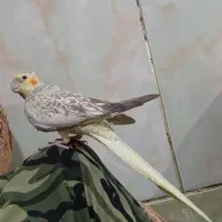 عروس هلندی رام