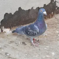 کفتر پلاکی اصل|پرنده|قرچک, قشلاق جیتو|دیوار