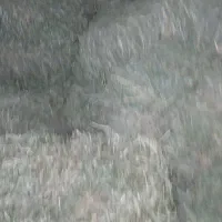 بیده فروشی درجه1