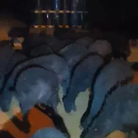 گوسفندجوان‌قره‌قزل|حیوانات مزرعه|شاهین دژ, |دیوار