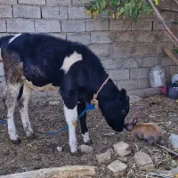 گاو شیری با گوساله|حیوانات مزرعه|تربتحیدریه, پائین ولایت|دیوار