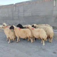 میش آبستن