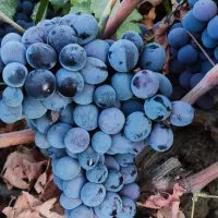 نهالفروشی آرش محمدپور|خدمات باغبانی و درختکاری|خرمآباد, |دیوار