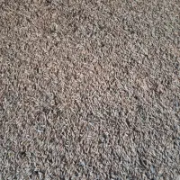 جو بذری سهند
