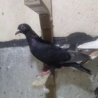 سوسگی