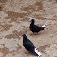 فروش دم سفید