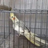 عروس هلندی مولد آماده تخم گذاری با قفس