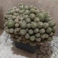 کاکتوس|گل و گیاه طبیعی|تهران, هروی|دیوار