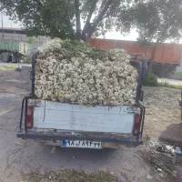 سیر درجه یک درشت