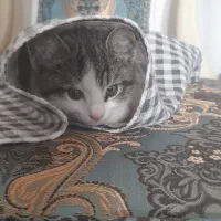 واگذاری رایگان بچه گربه