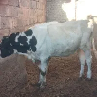 گوساله ماده
