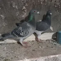 نروماده پولکی