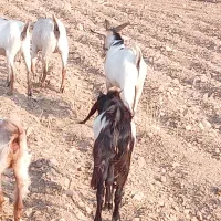 فروش کهره نر خارجی تخمی